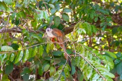 DominicalSquirrelMonkeyGallery02