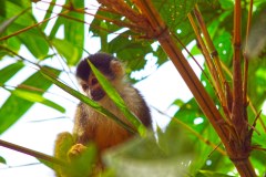 DominicalSquirrelMonkeyGallery03