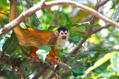 DominicalSquirrelMonkeyGallery04