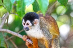 DominicalSquirrelMonkeyGallery05