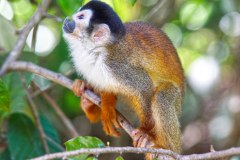 DominicalSquirrelMonkeyGallery06