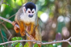 DominicalSquirrelMonkeyGallery07