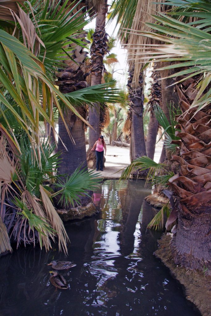 The waters of Agua Caliente Park provide shelter from the desert heat.
