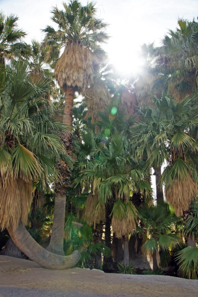 One of the unusual palm trees of Agua Caliente Park.