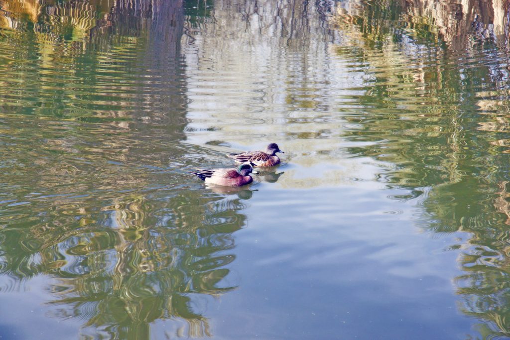 Some of the wildlife hosted by Agua Caliente Park.