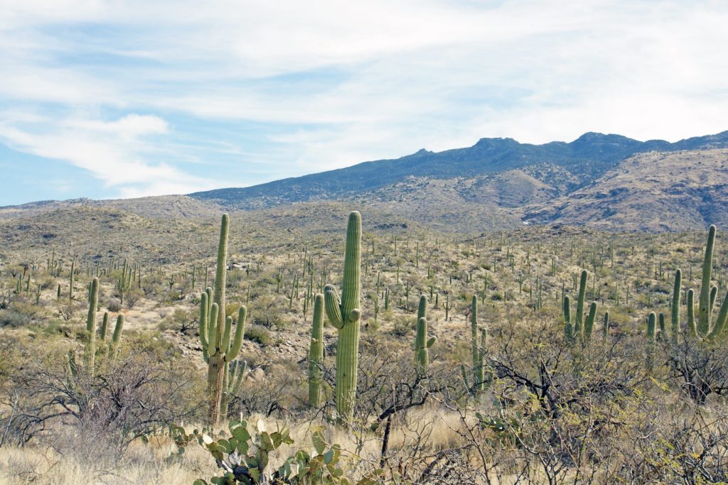 Saguaro cactus in Saguaro National Park.