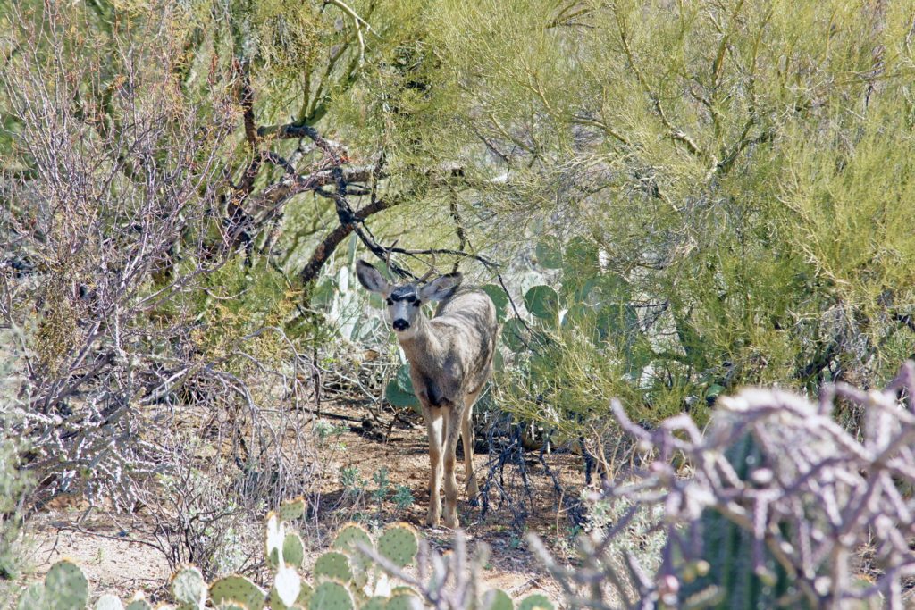 Mule deer hiding in a thicket.