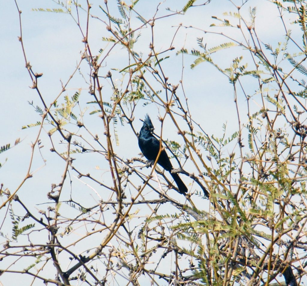 A male phainopepla, part of the silky-flycatcher family.