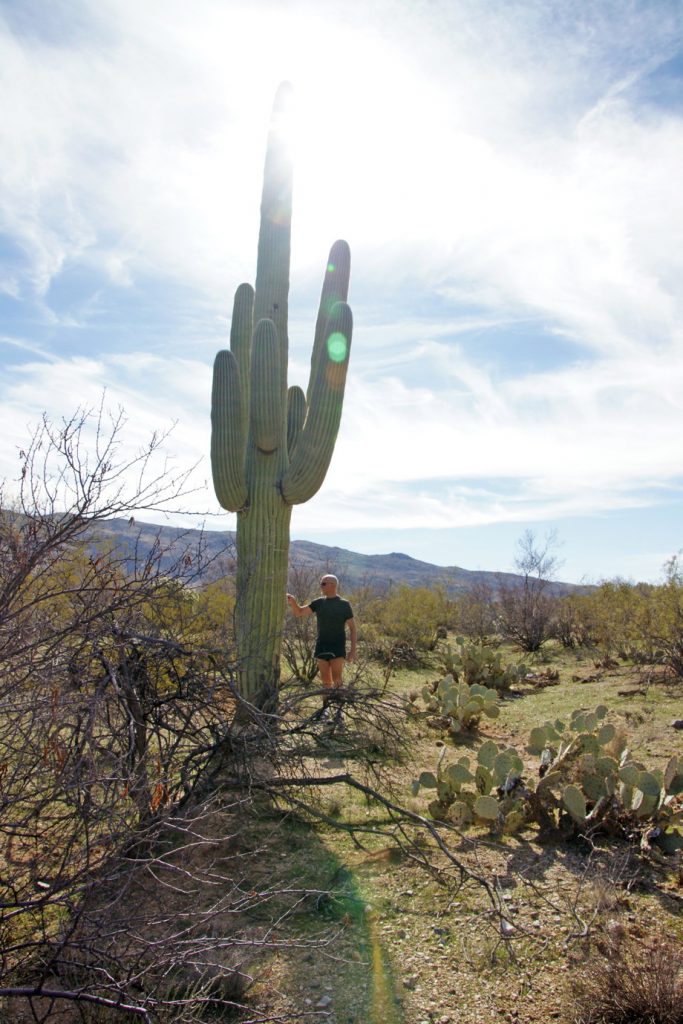 A saguaro cactus over 25 feet tall.