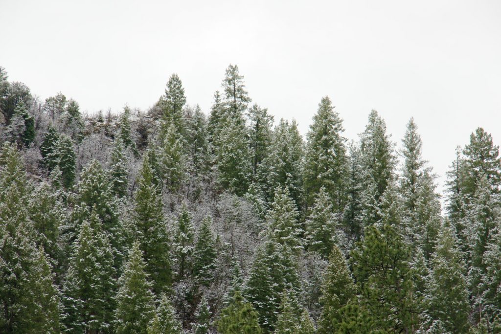 Snowy Sedonan tree-tops.