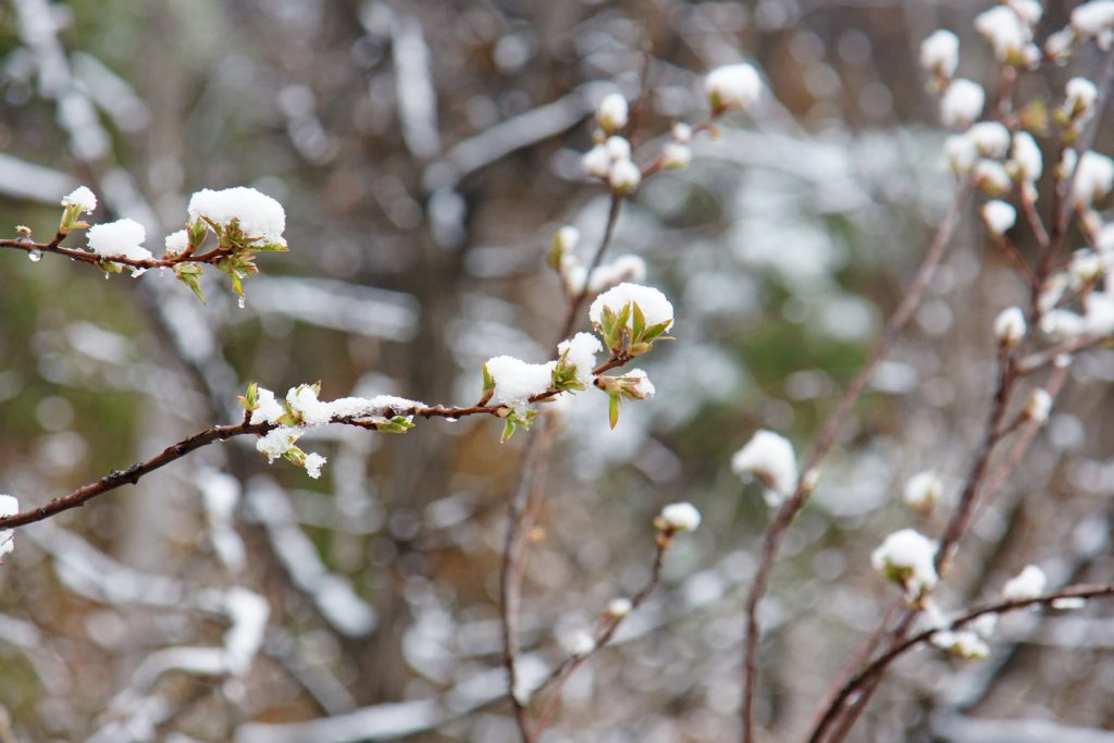 The snow is already beginning to melt.