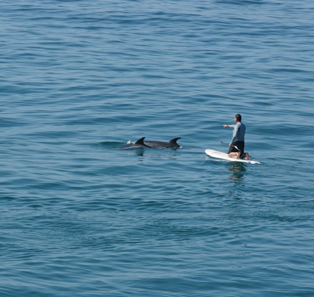 Paddleboard near dolphins.