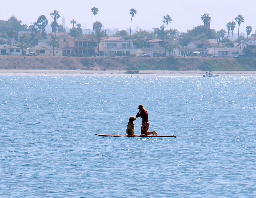 Paddleboard with your dog.