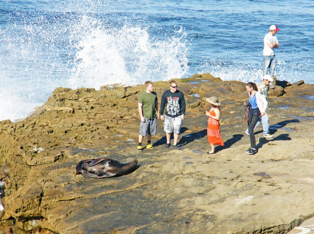 Stand too close to a sea lion.