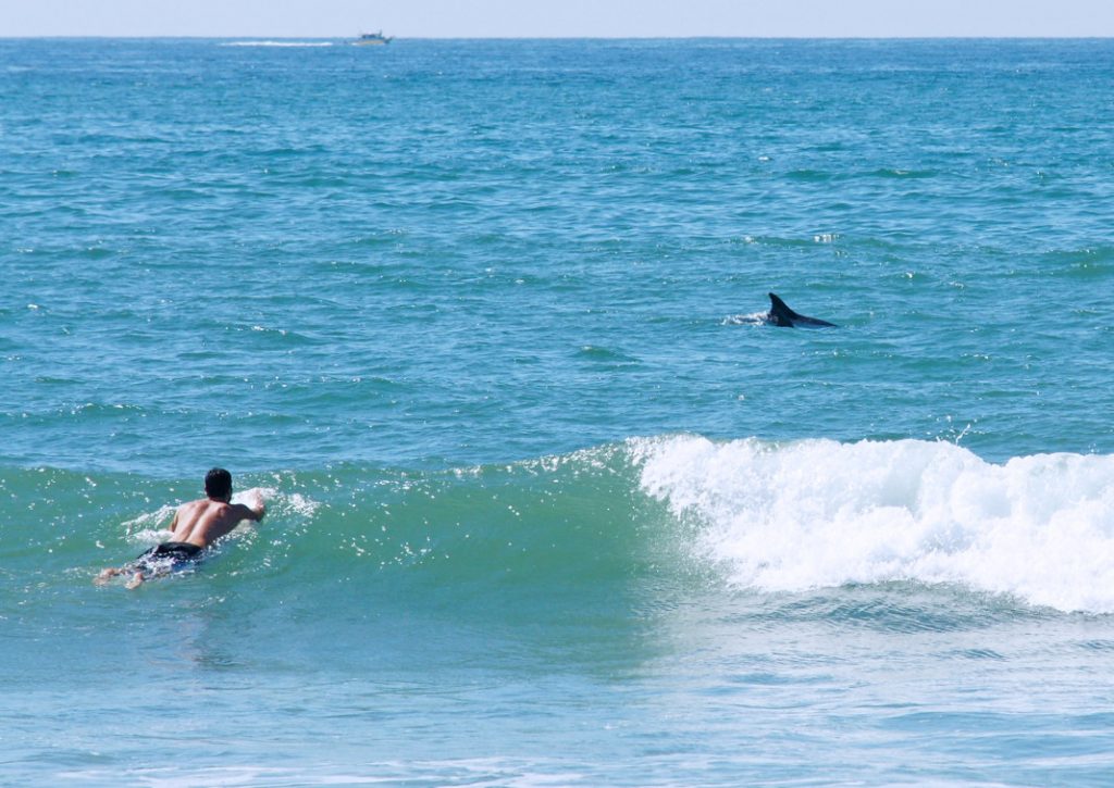 Surf with dolphins.