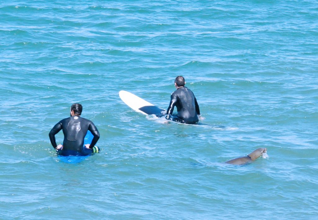 Surf with sea lions.