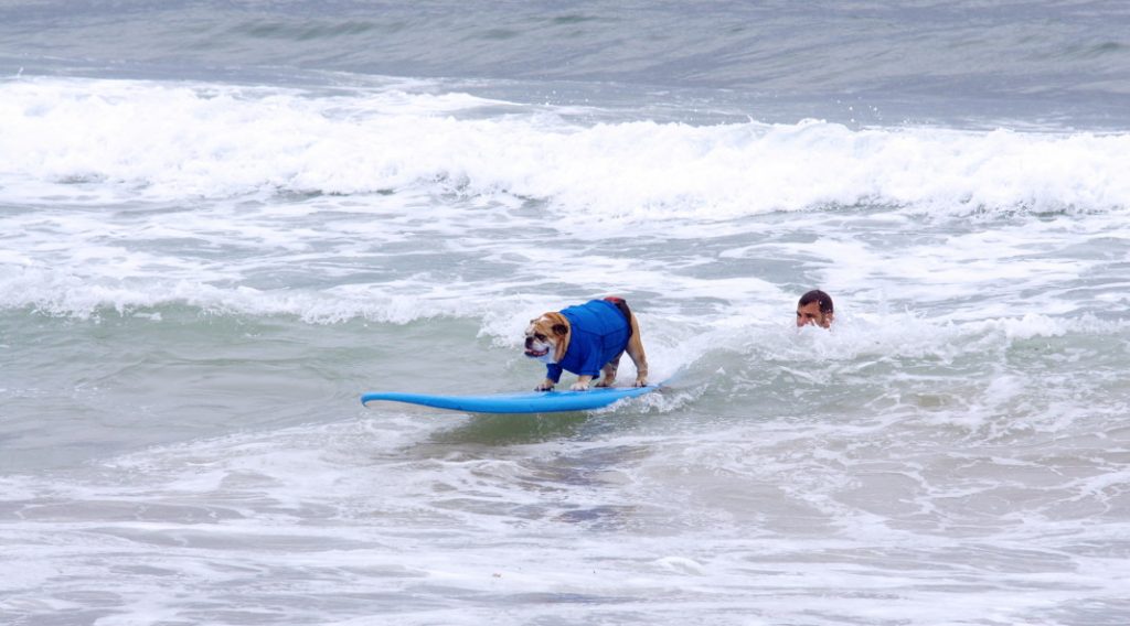 Take your dog surfing.