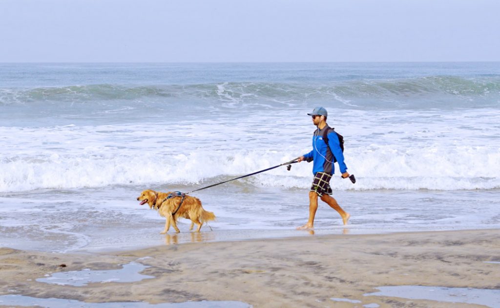 Take your dog for a walk at dog beach.
