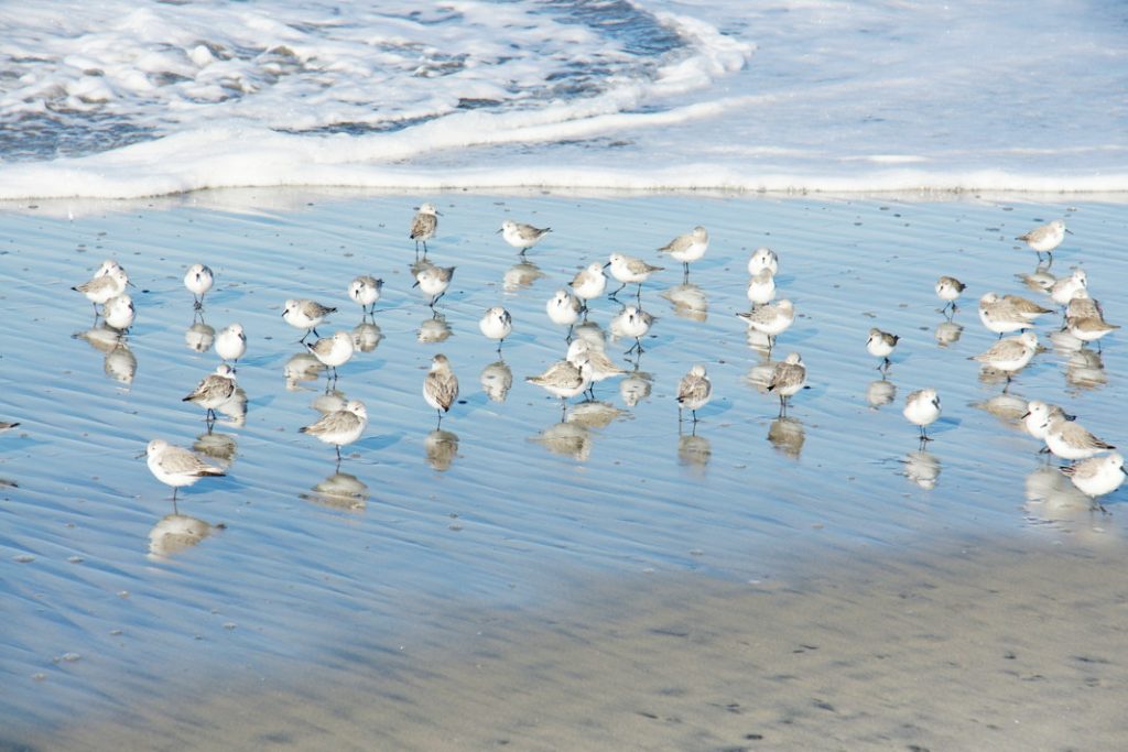 Watch the shorebirds.