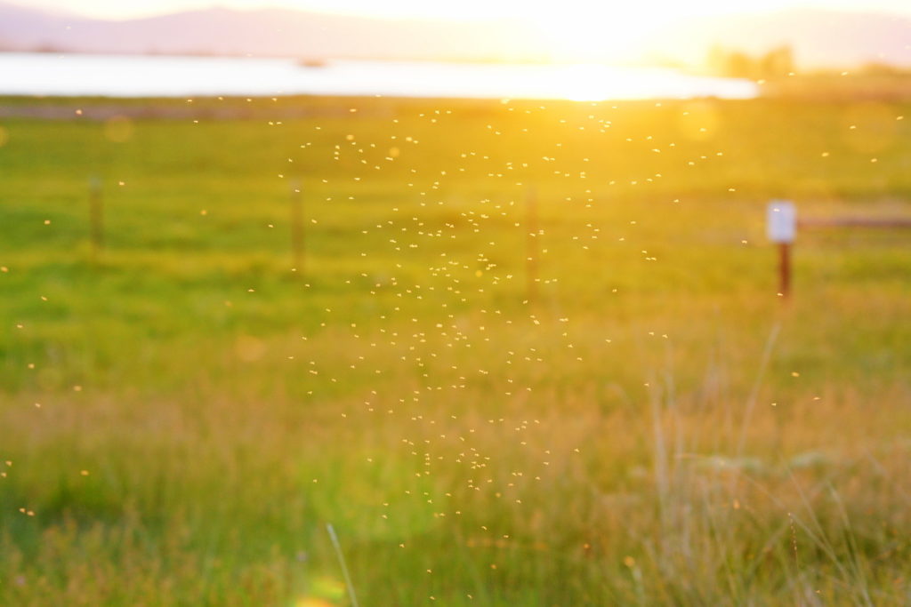 The air is alive with insects.