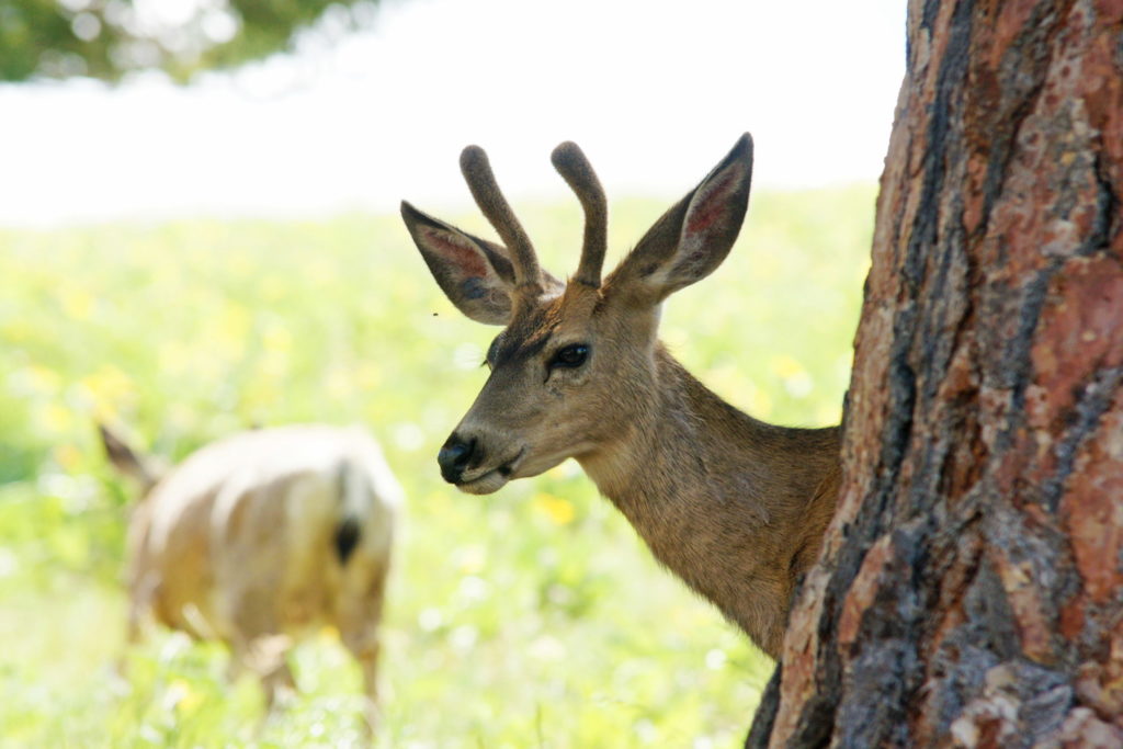 A young Odocoileus hemionus watches us from behind a tree.