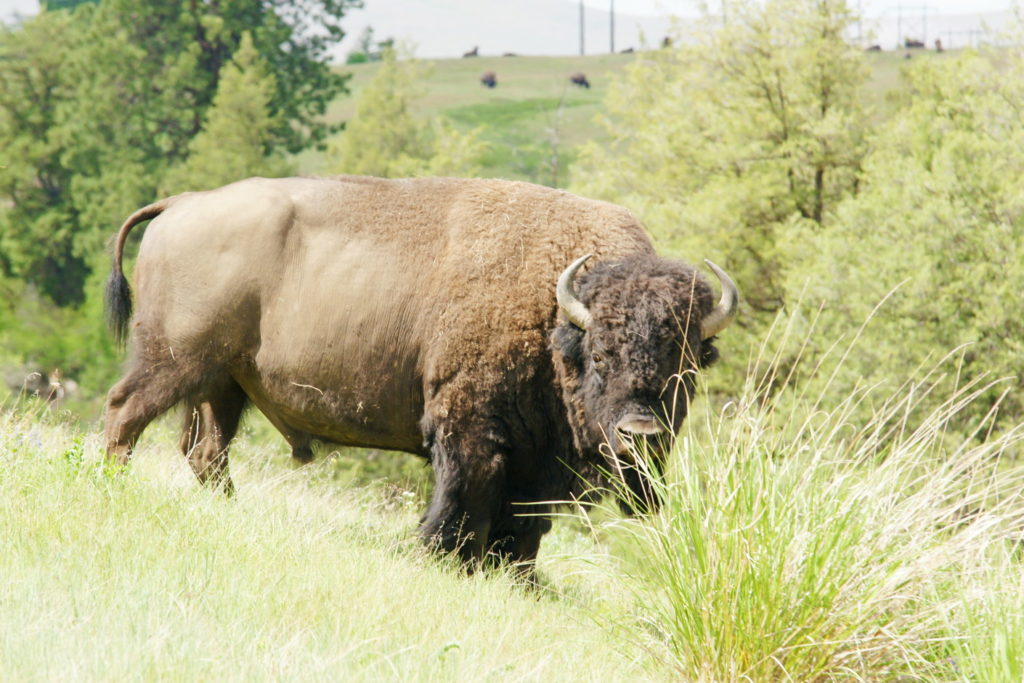 Bison are not afraid of people, for a reason...