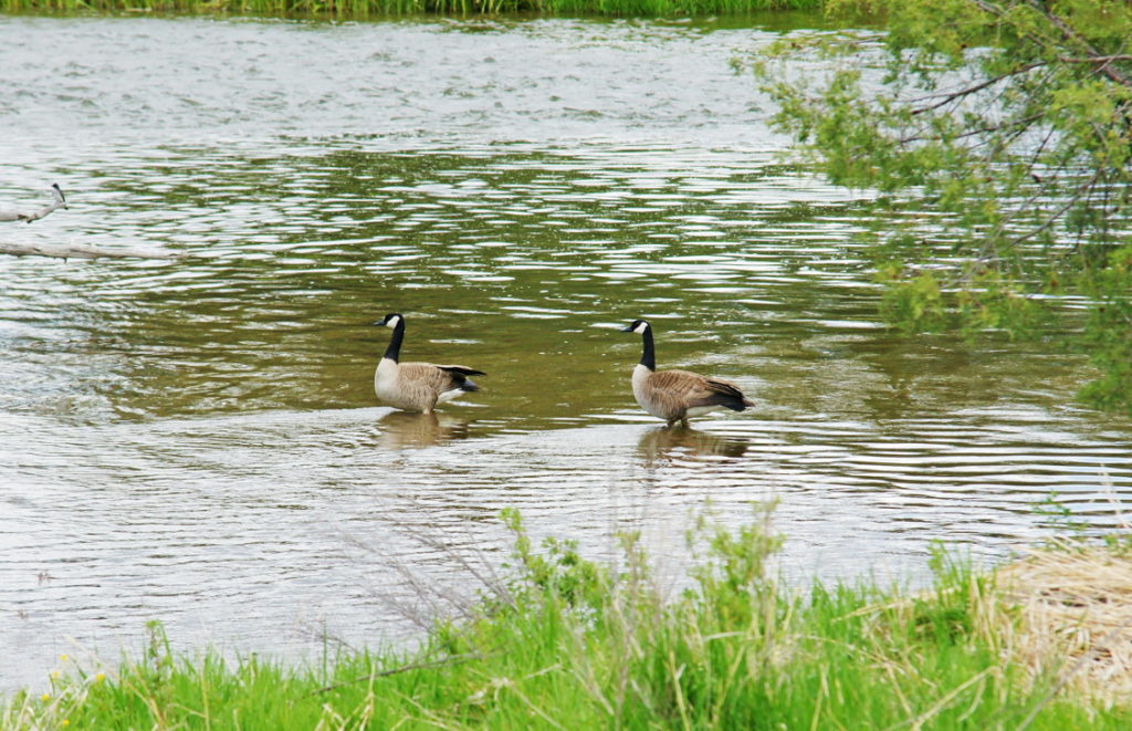 Canada geese wade through the cold water.