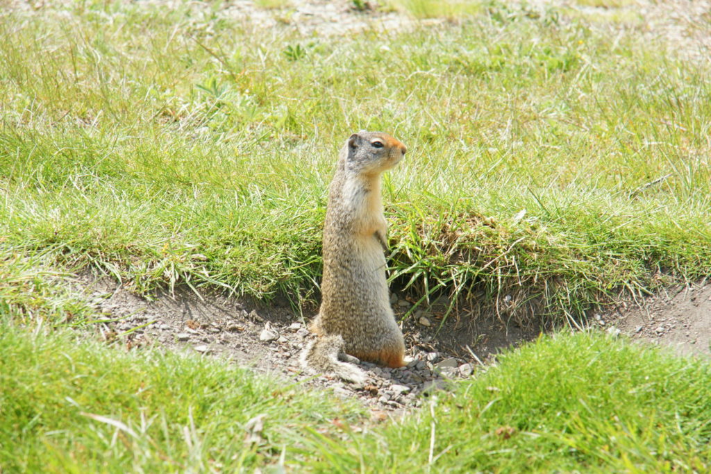 Urocitellus columbianus scouts for danger. Or food. Or mating partners. Well, something....