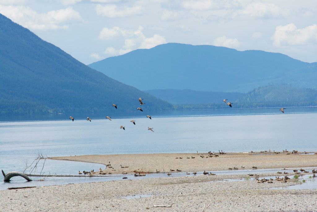 A small flock of Branta canadensis enjoys the afternoon.