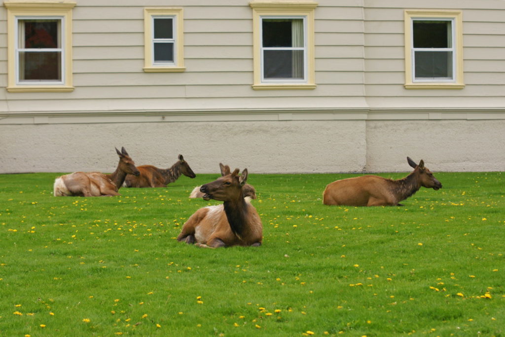 Cervus canadensis enjoy the comfort of the well-manicured lawn.