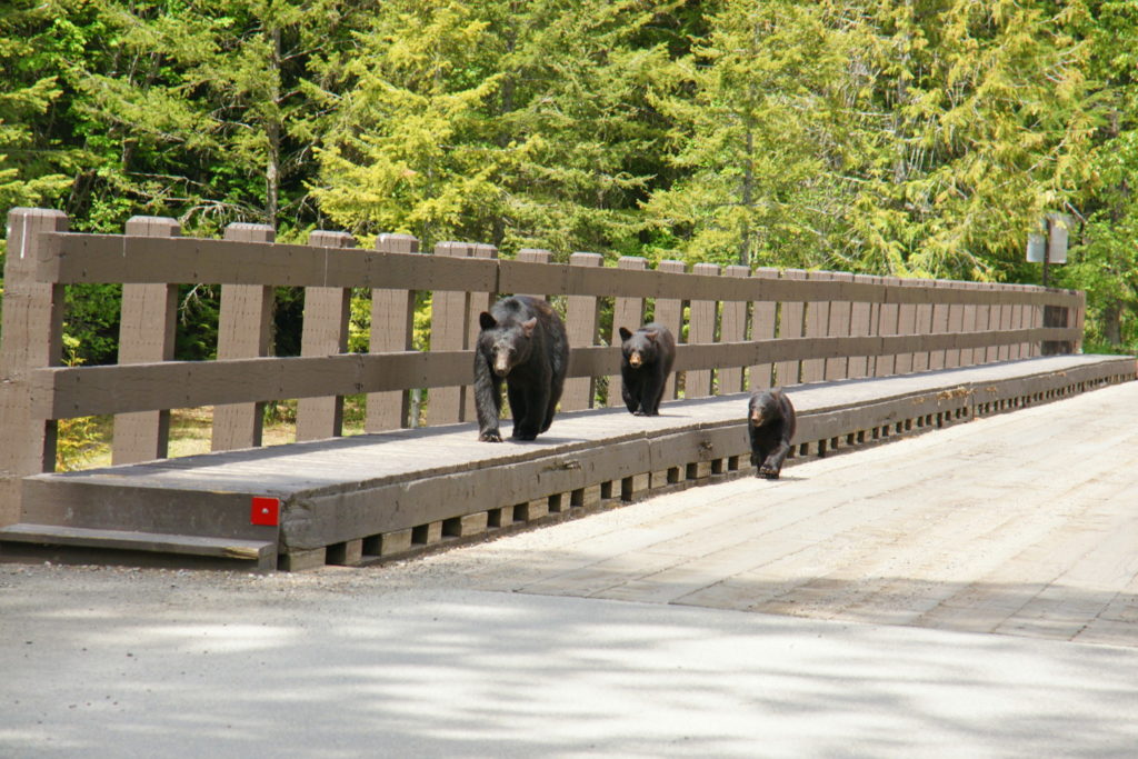 Ursus americanus and cubs, completely ignoring us.