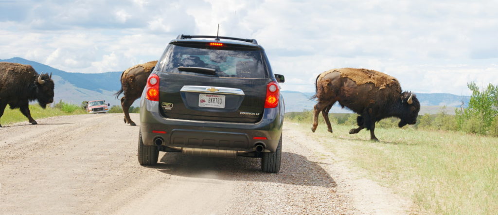 Danger: Bison crossing.