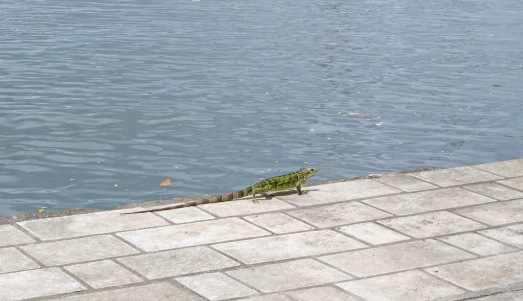 A green iguana, doing what iguanas do.