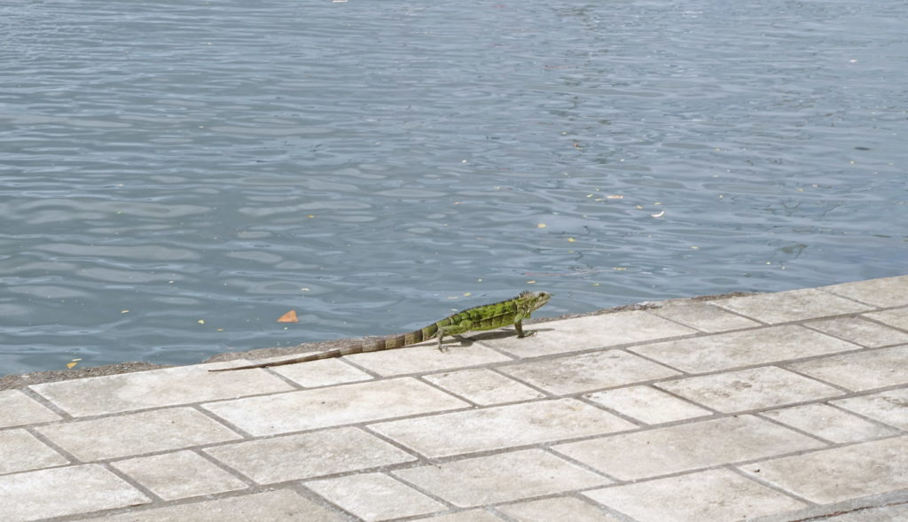 A green iguana, doing what iguanas do.