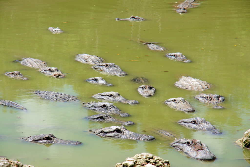 Alligators at the farm.