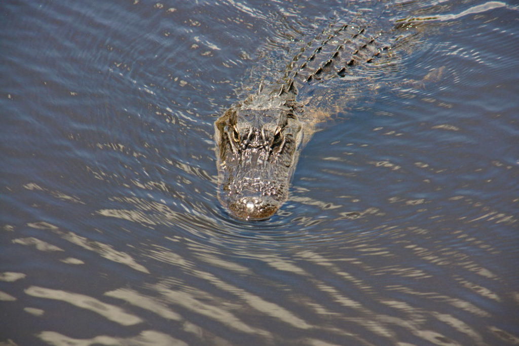 The alligator swims gently through the water.