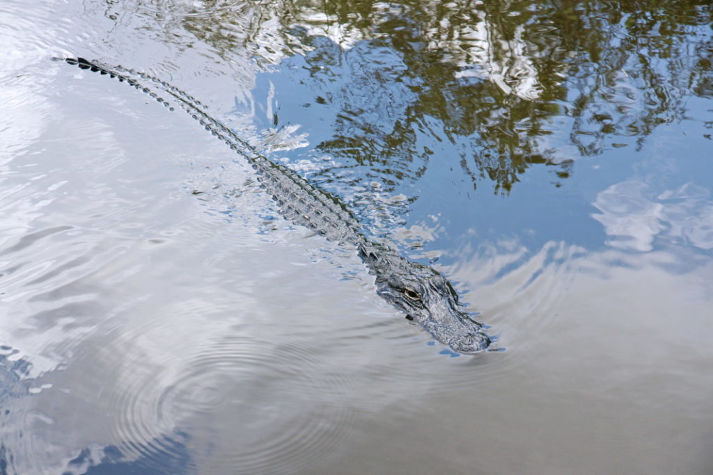 These alligators are small, only about 6 feet long.