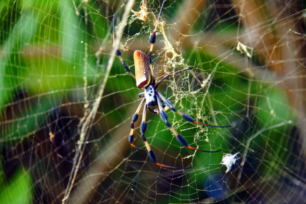 Another of the beautiful creatures of the Everglades, the Golden Silk Orb-weaver.