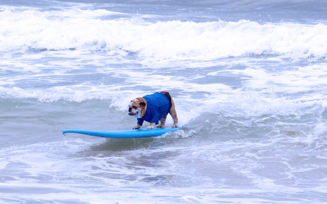Dog Surfing, San Diego style.