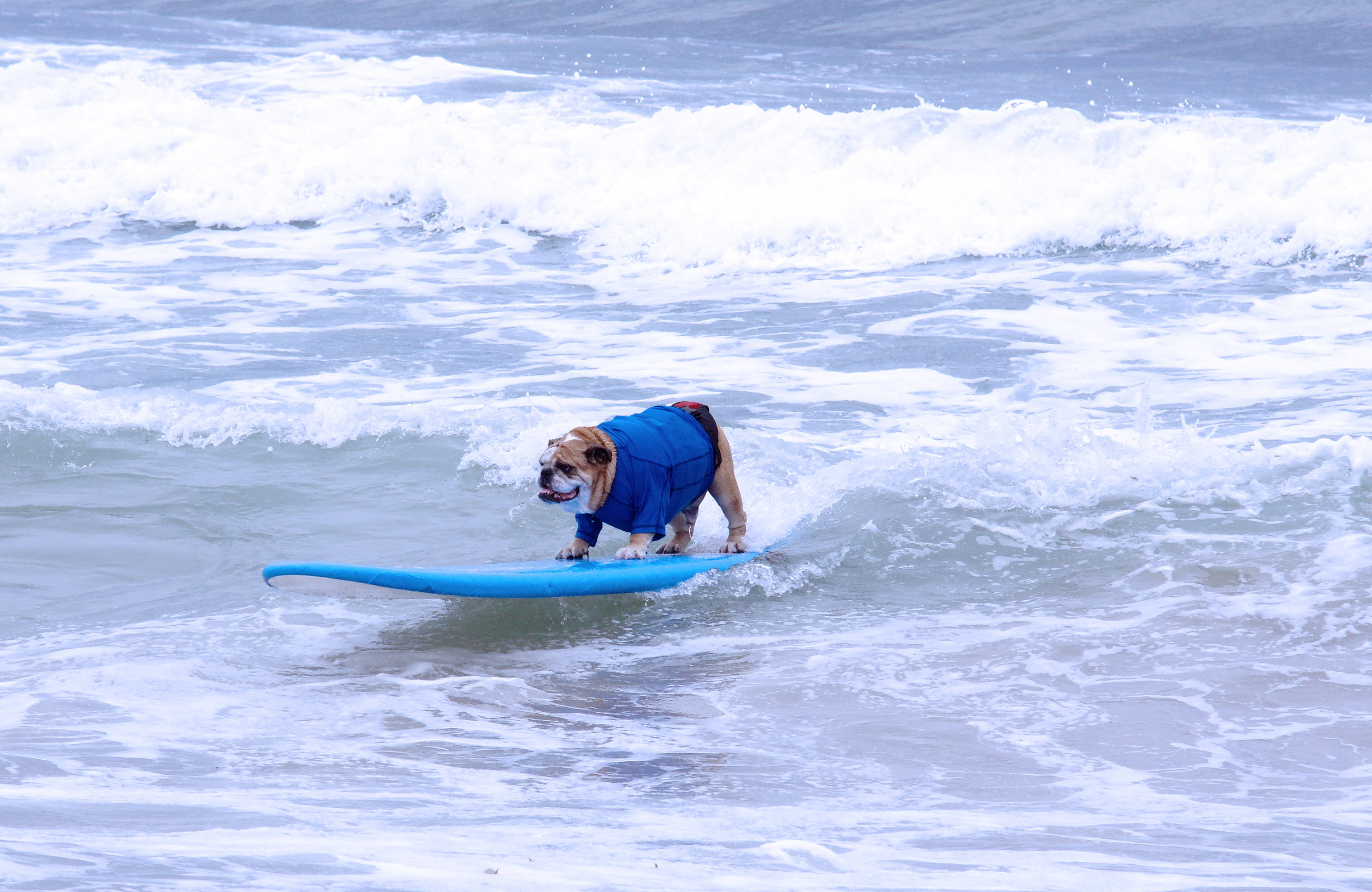 Surfing Goes to the Dogs