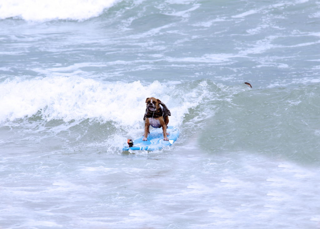 This wave is too mushy to ride very well.