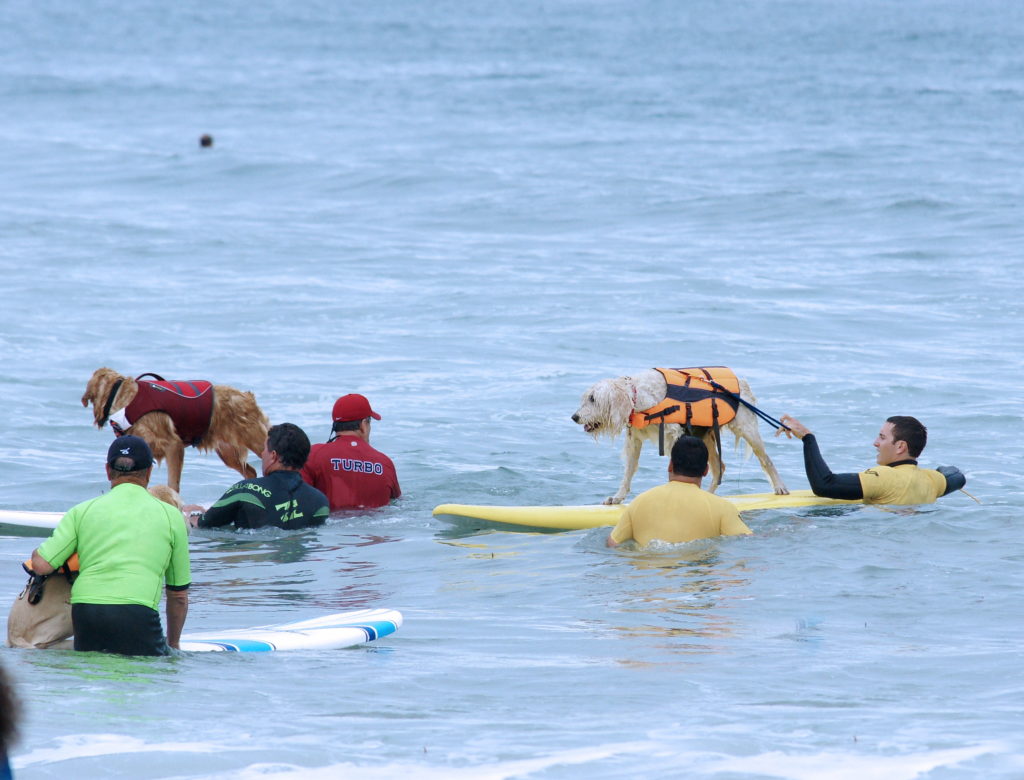 Getting a dog on board is a two-person job.