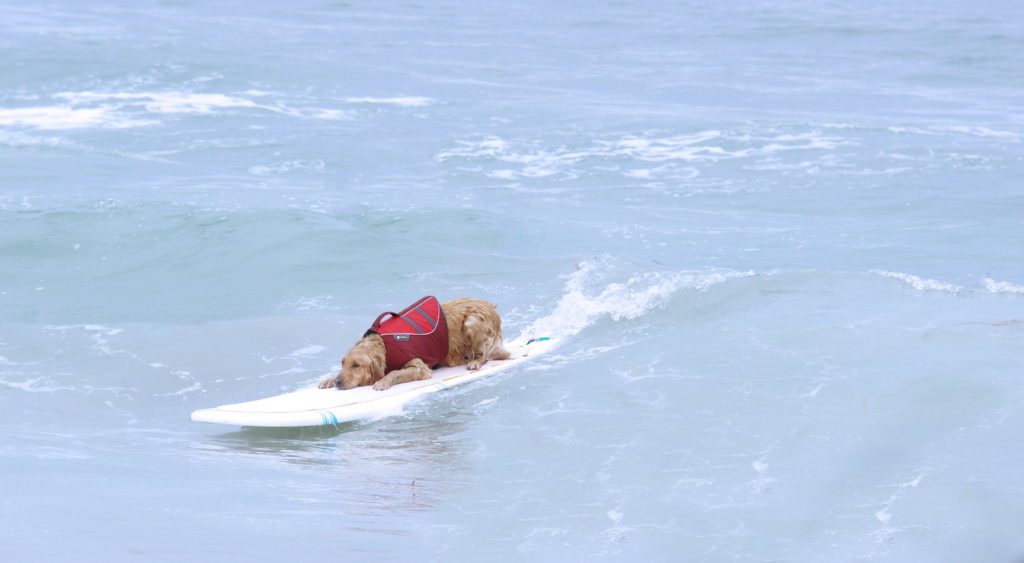 Zen and the Art of Surfing.