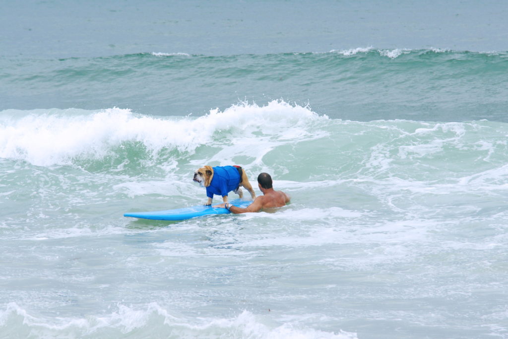 The bulldog's low center of gravity works in its favor.