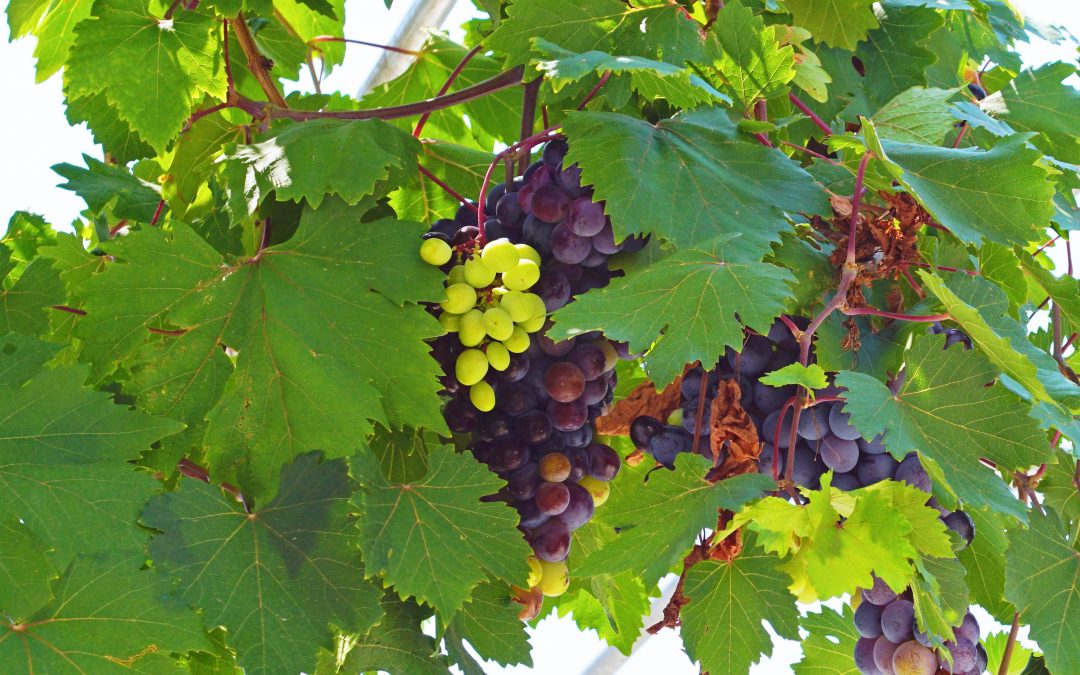 Samos grapes.