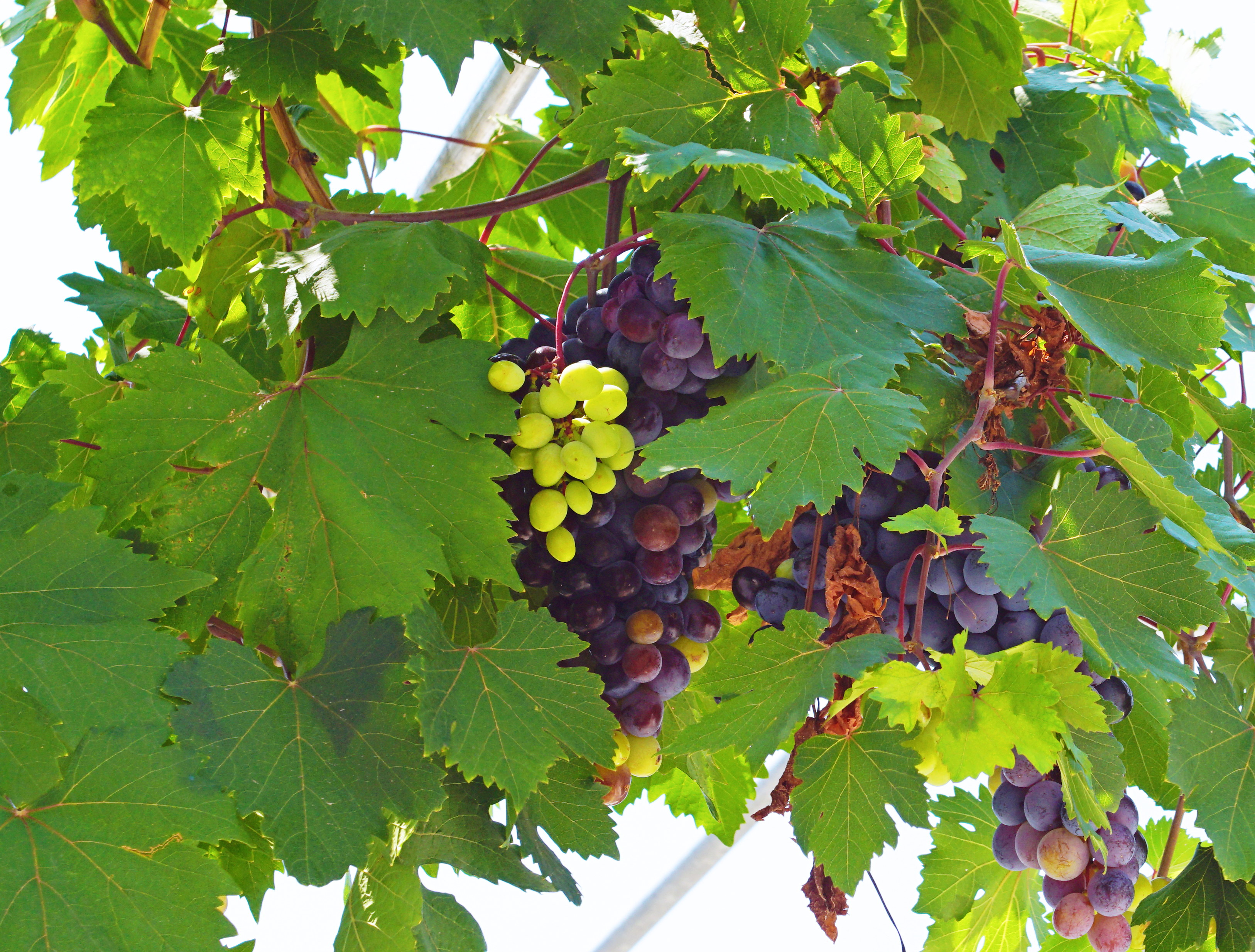 Samos in Summer – Part 2