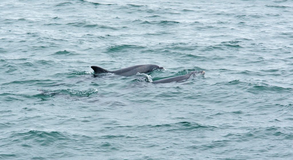 A pair of Bottlenose dolphins swimming side by side. 