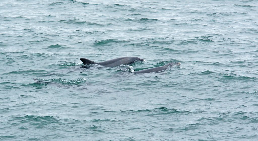 A pair of Bottlenose dolphins swimming side by side. 
