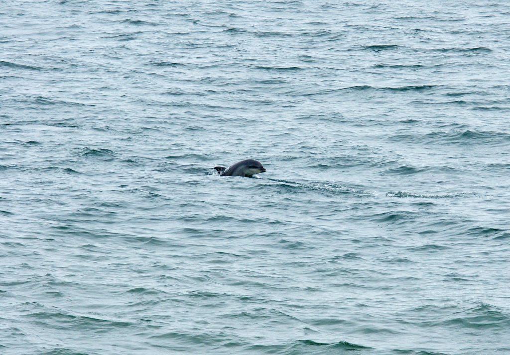 A Bottlenose dolphin breaching the surface.