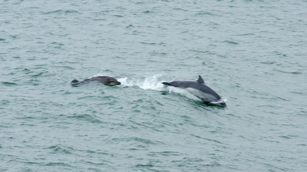 These appear to be Short-beaked common dolphins.